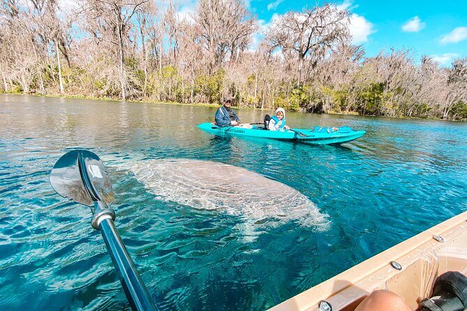 Silver Springs Wildlife Tour - Glass Bottom Kayaks - Exploring Silver Springs and the Kayaking Experience