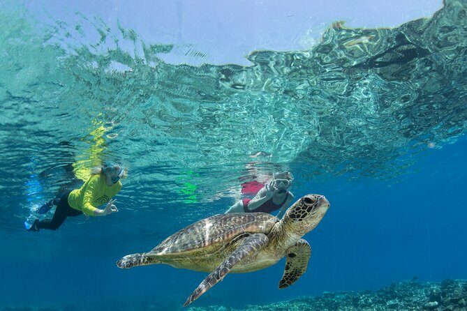 Silverswift Dive and Snorkel Great Barrier Reef Cruise - The Details of the Experience