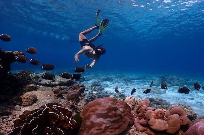 Similan Islands Day Trip from Phuket by Speedboat - Key Points