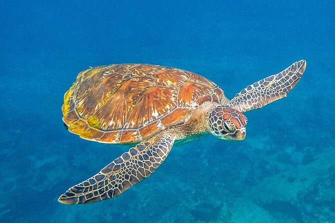 Similan Islands Snorkeling Tour By Speed Catamaran From Khao Lak - The Sum Up: Is This the Right Trip for You?