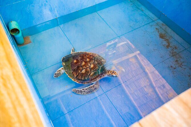 Similan Islands Snorkeling Tour By Speed Catamaran From Phuket - Lunch on Ko Miang