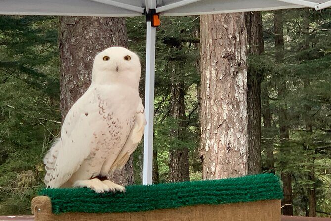 Simply Amazing Sitka Tour: Fortress of the Bear, Alaska Raptor, & Totems - FAQ