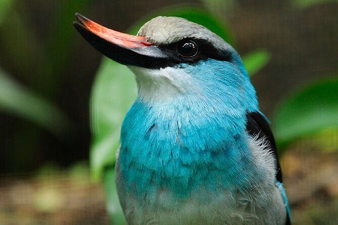 Singapore Bird Paradise Entry Ticket - A Detailed Look at Singapore Bird Paradise