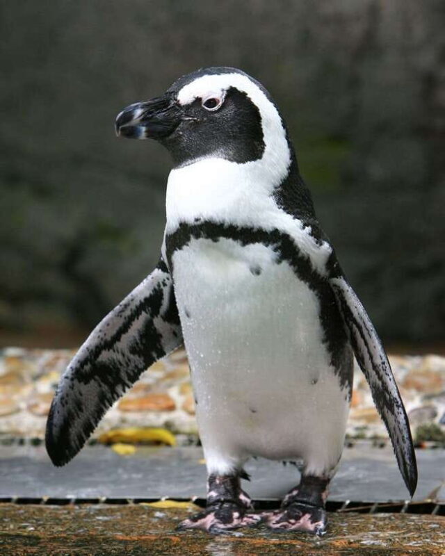 Singapore: Bird Paradise Entry Ticket - Who Should Visit Bird Paradise?