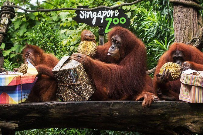 Singapore Bird Paradise & Zoo Full Day (Ticket & Transfer ) - A Closer Look: The Tour Itinerary and What to Expect