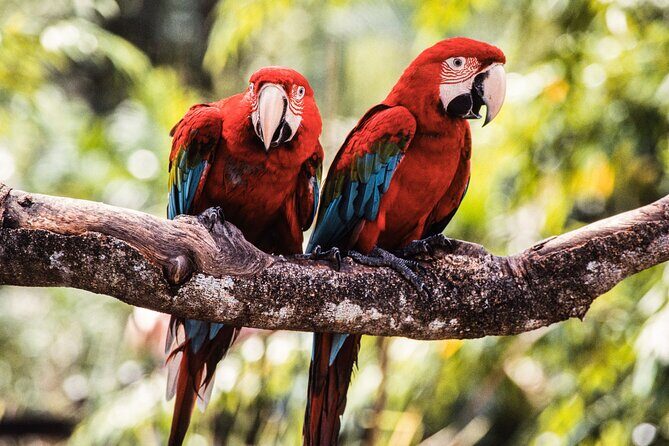 Singapore Bird Paradise & Zoo Full Day (Ticket & Transfer ) - The Sum Up: Is It Worth It?