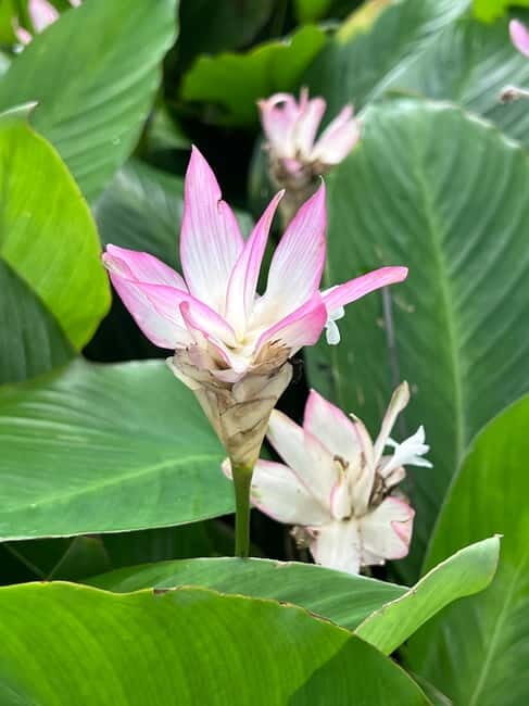 Singapore Brompton Bike Tour from Rail Corridor, with food! - FAQs