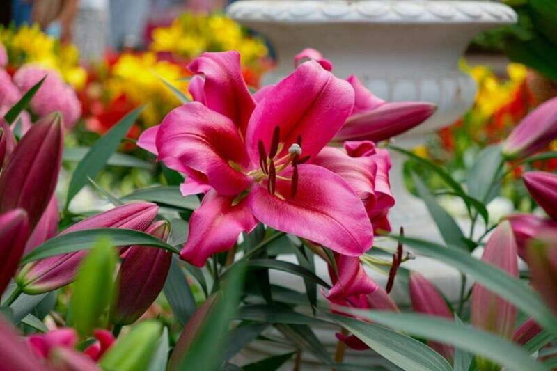 Singapore: Gardens by the Bay Bundle Entry Ticket - FAQ: Your Practical Questions Answered