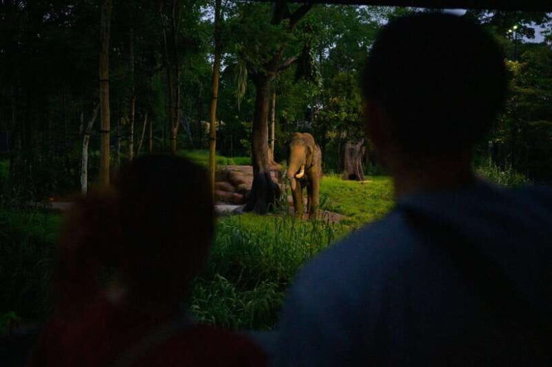 Singapore: Night Safari and Tram Ride Ticket - Who Will Benefit Most from This Tour?