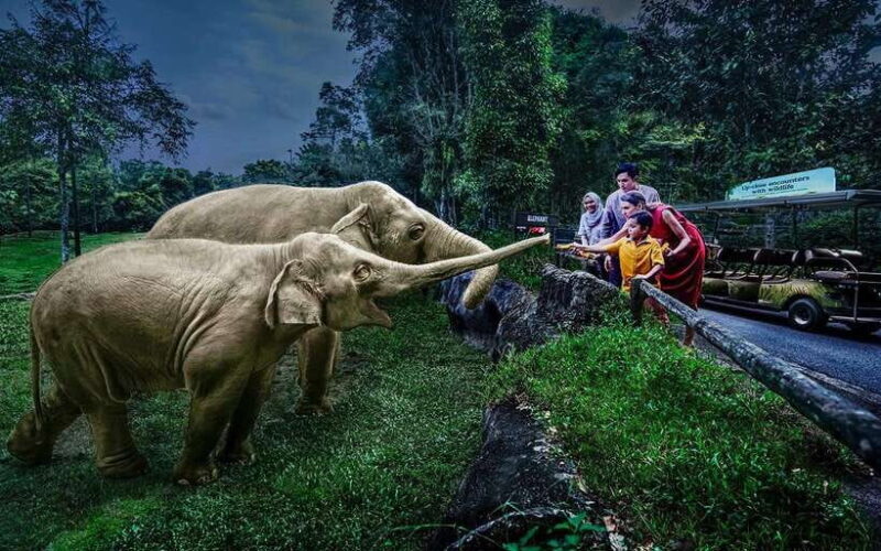 Singapore: Night Safari Singapore w/ Tram - A Detailed Look at the Night Safari Experience