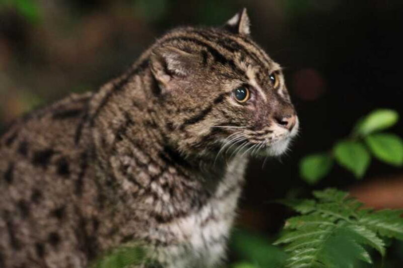 Singapore: Night Safari Singapore w/ Tram - FAQ