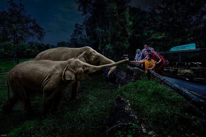 Singapore Night Safari Ticket Experience - In-Depth Review of the Singapore Night Safari