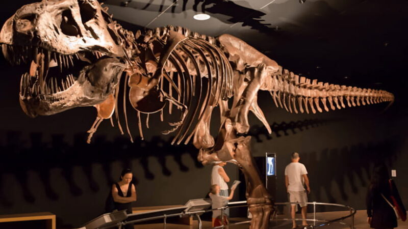 Singapore: Omni Theatre IMAX Show Admission Ticket - What the Reviews Say