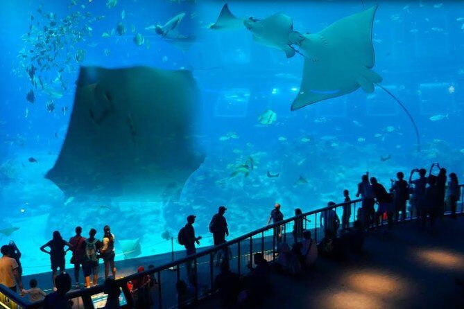 Singapore Universal Studio & S.E.A Aquarium-COMBO One-Day Pass(Shared transfer) - In-Depth Review of the Sentosa Combo Tour