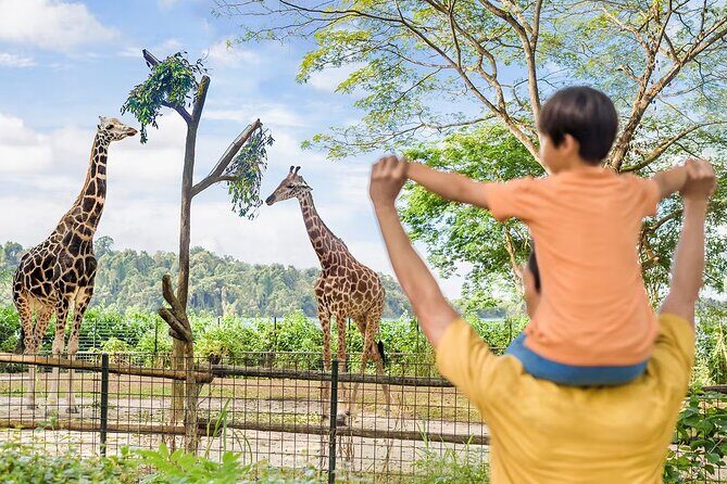 Singapore Zoo and Night Safari Tickets - An In-Depth Look at the Singapore Zoo & Night Safari Experience