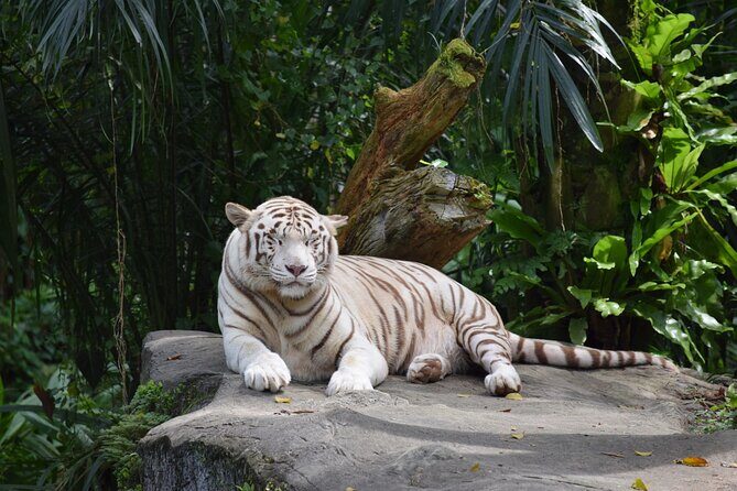 Singapore Zoo & Night Safari Day ( Tickets & Transfer ) - Final Thoughts