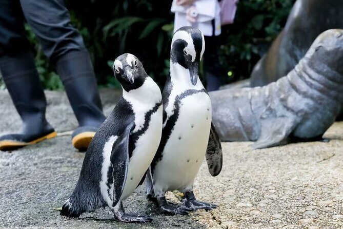 Singapore Zoo with Tram Ride Experience for Tourist - The Sum Up