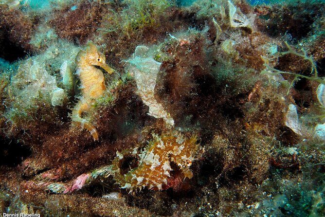 Single Dive for qualified divers from shore, region Puerto del Carmen. - Why This Tour Stands Out