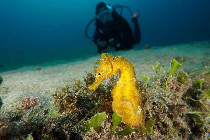 Single Dive for qualified divers from shore, region Puerto del Carmen. - Frequently Asked Questions