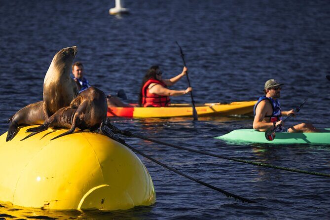 Single Kayak Rental in Mission Bay - Key Points