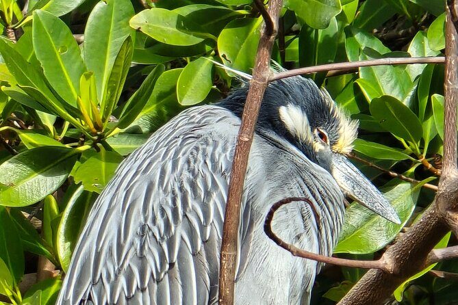 Single Kayak Rentals at The Bay - Exploring Sarasota’s Waterfront from a Kayak