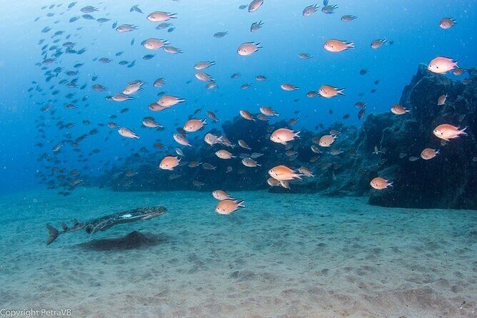 Single Scuba Try-Dive in Puerto del Carmen - small groups - 2 hours - A Close Look at the Experience