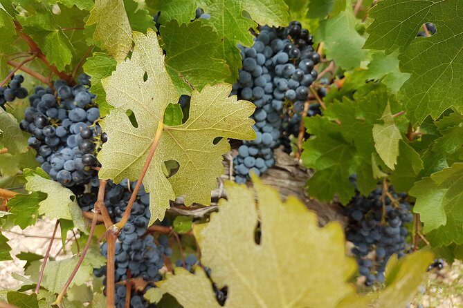 Singular Valencia Wine Tour Utiel Requena Wineries - Exploring the Utiel Requena Region: A Closer Look