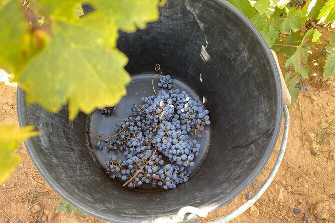 Singular Valencia Wine Tour Utiel Requena Wineries - Who Will Enjoy This Tour?