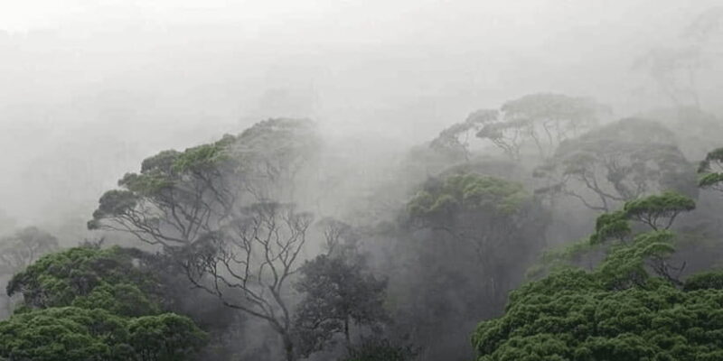 Sinharaja Forest Reserve Glamping with BBQ Night - Frequently Asked Questions