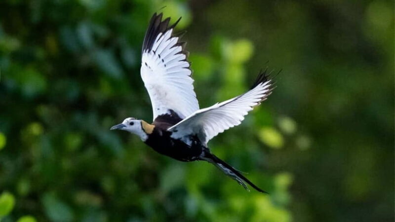 Sinharaja Rain forest Birdwatching Tour (Pickup Includes) - Exploring the Sinharaja Rainforest Birdwatching Tour (Pickup Included)