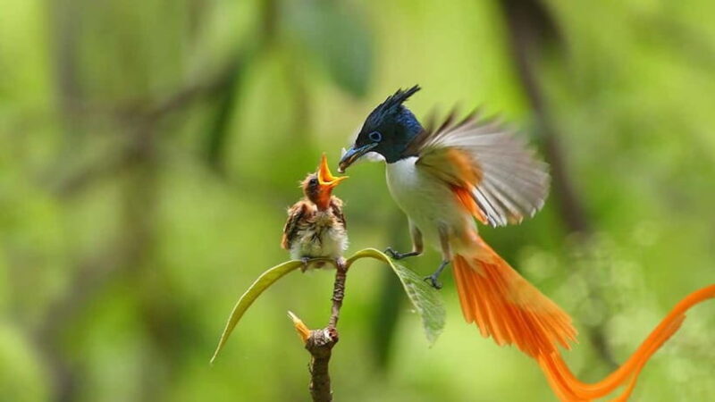 Sinharaja Rain forest Birdwatching Tour (Pickup Includes) - Who Should Consider This Tour?