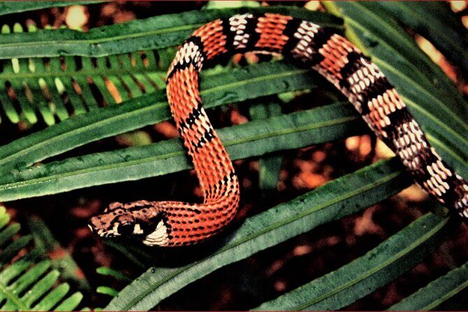 Sinharaja Rain Forest Guided Day Tour - Discovering Sri Lanka’s Last Viable Tropical Rainforest