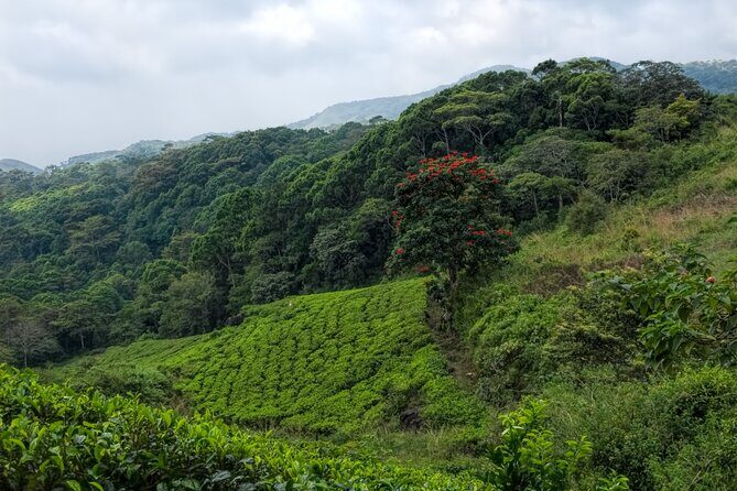 Sinharaja Rain Forest Guided Day Tour - Detailed Itinerary Breakdown