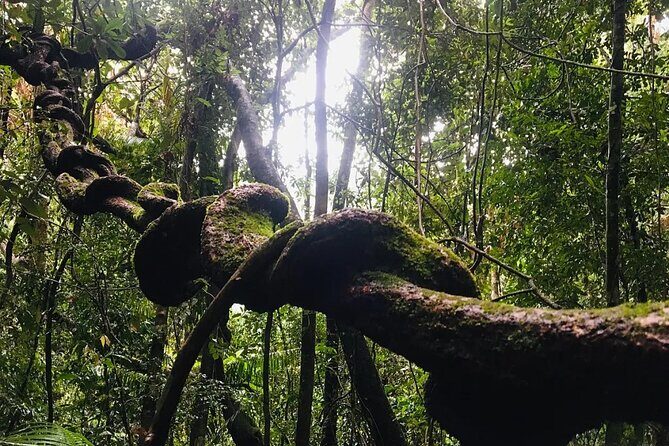 Sinharaja Rain Forest Guided Day Tour - FAQs