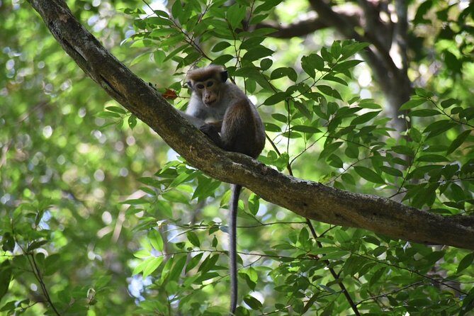 Sinharaja Rain Forest Tours (Full Day) - A Closer Look at the Sinharaja Rain Forest Tour