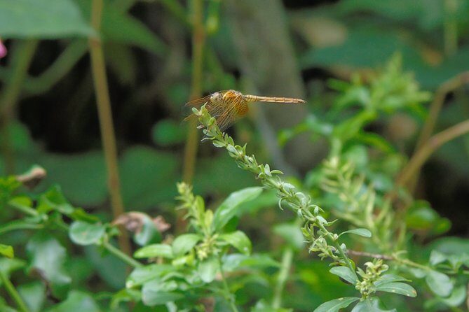 Sinharaja Rain Forest Tours (Full Day) - FAQs