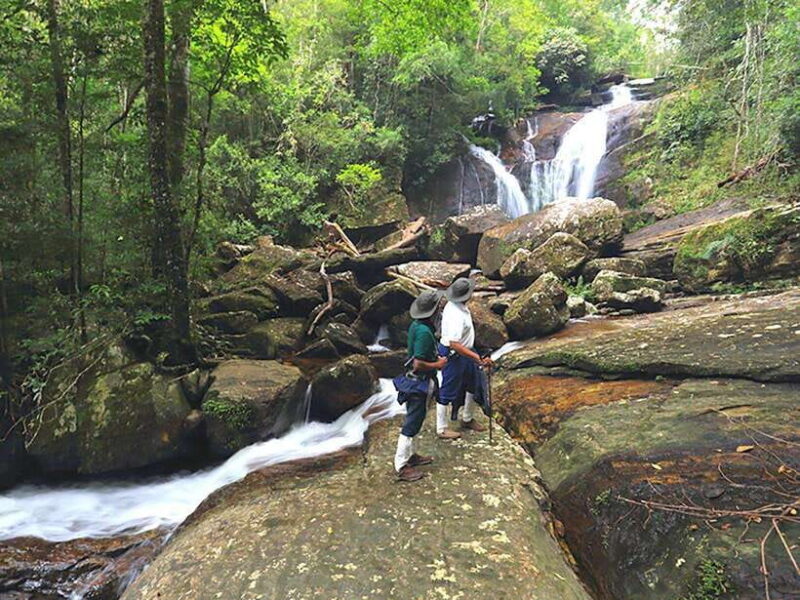 Sinharaja Rain Forest UNESCO Walk and Bird Watching Day Tour - A Closer Look at the Sinharaja Rain Forest UNESCO Walk