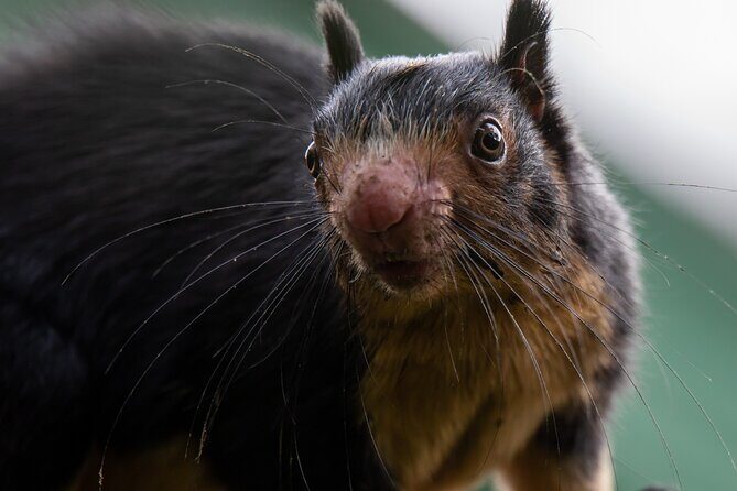 Sinharaja Rainforest Day Tour By Rainforest Expedition - Exploring the Sinharaja Rainforest with Care and Curiosity