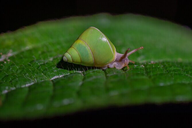 Sinharaja Rainforest Day Tour By Rainforest Expedition - Why This Tour Works Well for You