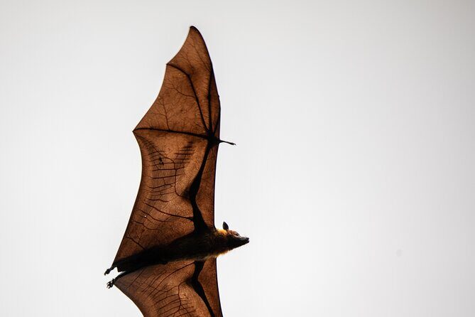 Sinharaja Rainforest Day Tour By Rainforest Expedition - Who Should Consider This Tour?