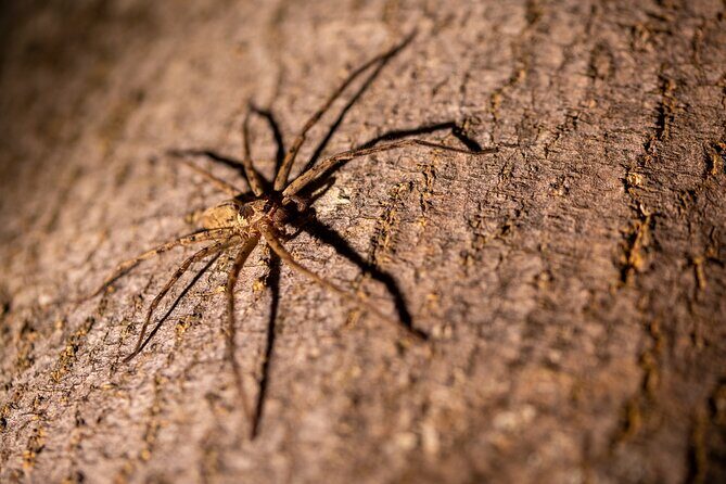 Sinharaja Rainforest Day Tour By Rainforest Expedition - Frequently Asked Questions