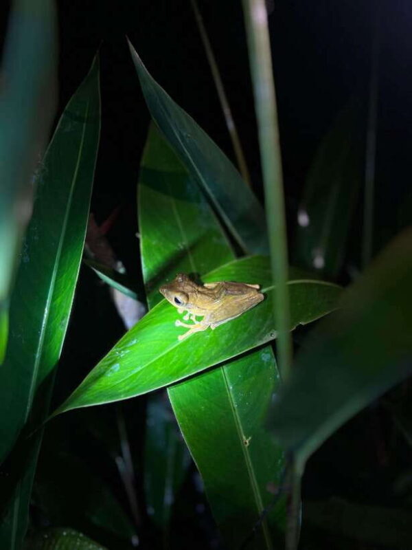 Sinharaja Rainforest: Day Trip From Galle or Bentota - Waterfalls and Refreshments