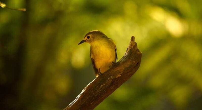 Sinharaja Rainforest: Day Trip From Galle or Bentota - Who Will Love This Tour?