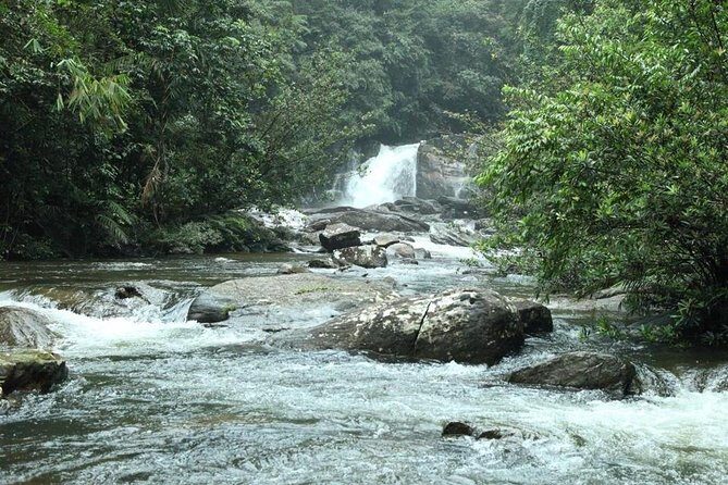 Sinharaja' rainforest - Discovery Tour (half day) - Experience the Magic of Sinharaja Rainforest on a Half-Day Tour