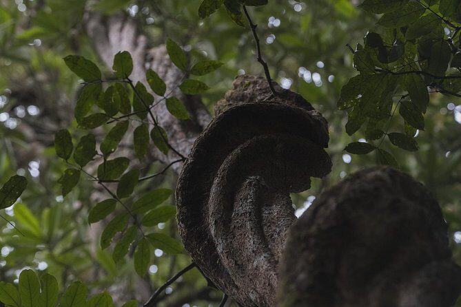 Sinharaja' rainforest - Discovery Tour (half day) - FAQ