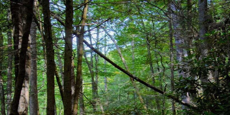 Sinharaja Rainforest Private & Customize Tour - FAQ