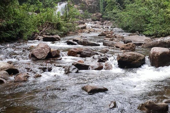 Sinharaja RainForest Private Full Day Tour - The Experience in Detail