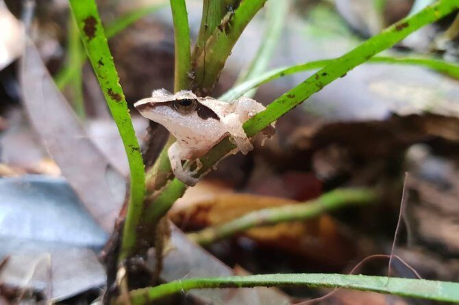 Sinharaja RainForest Private Full Day Tour - FAQ: Your Questions Answered