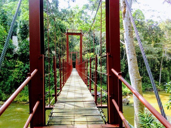 Sinharaja Rainforest Tour - An In-Depth Look at the Sinharaja Rainforest Tour