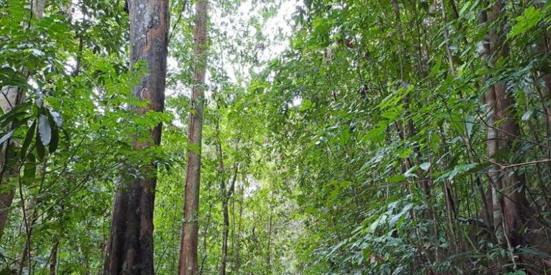 Sinharaja Rainforest Tour - Cost and Value